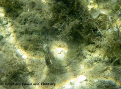 SymphMel Vir Balz 110909 43.jpg