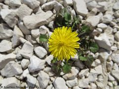 Otok Vir 03/2018, ev. Crepis sancta subsp. nemausensis (P.Fourn.) Babc, 1947