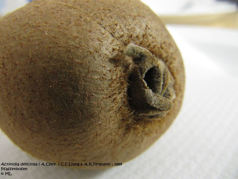 Datei:Actinidia deliciosa (Chev.) Liang & Ferguson, 1984 Pfaff 120131 308.jpg
