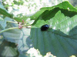 AgeAlni TH 120920 2856.jpg