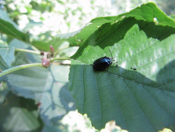 AgeAlni TH 120920 2856.jpg