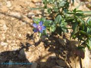 Blauer Gauchheil, modra krivičica. Fundort: Vir