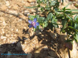 AnaFoem Vir 110615 7.jpg