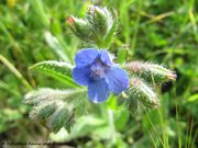 Italienische Ochsenzunge, modri volujak. Fundort: Nin 05/2012, Giftpflanze , Heilpflanze, Zierpflanze