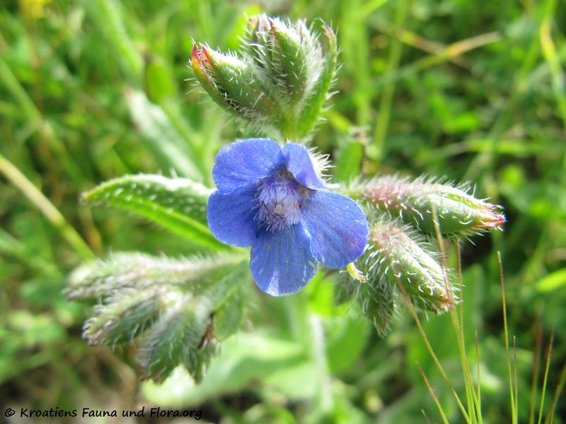 Datei:Anchusa azurea Nin 120522 423.jpg