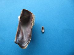 Adultes und juveniles Gehäuse, Vir 09/2010