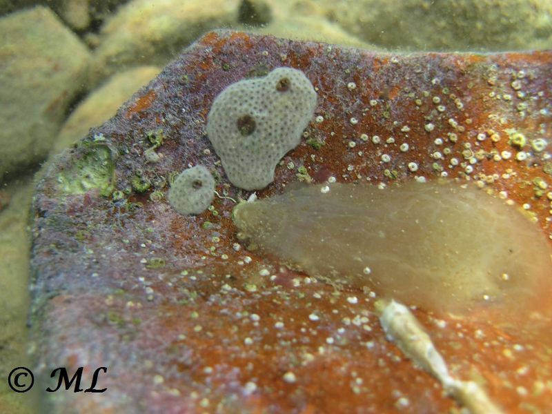 Datei:Asc con Vir 120911 2257.jpg