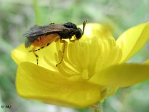 Atha bi Priv 140427 2669d.jpg