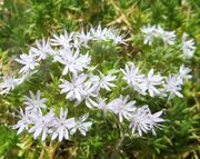 Drypis spinosa Linné, 1953 - Dorn-Nelke, planinski mekinjak. Fundort: Vrsi. Heilpflanze