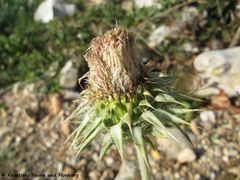 CardNu Samen1 Vir 140409 2049.jpg