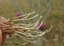 CardNu Samen Vir 140626 4322.jpg