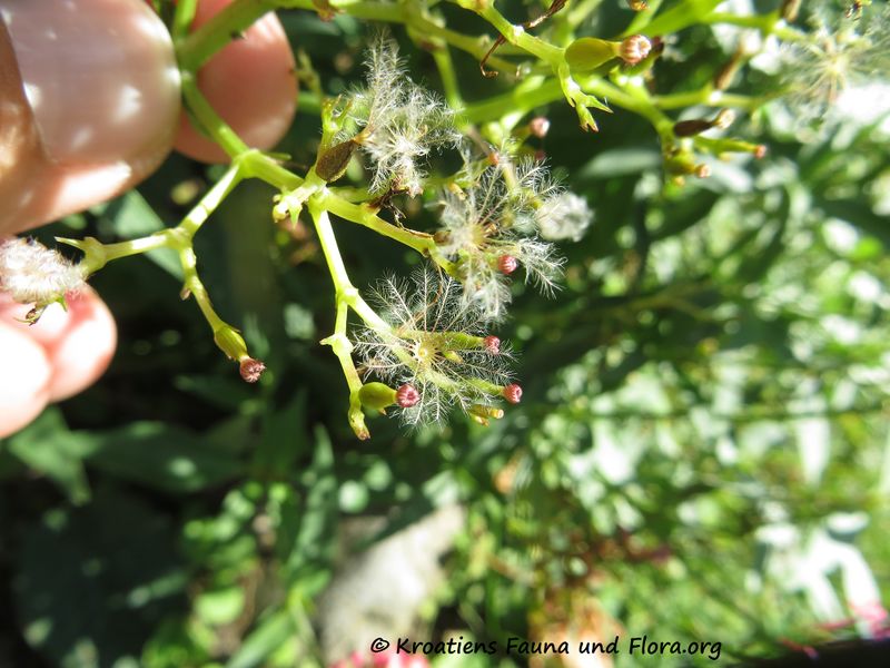 Datei:Cotinus coggygria Scopoli, 1772 WFlo 171014 9607.JPG