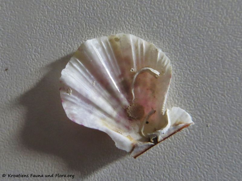 Datei:Flexopecten glaber Linné, 1758, Vir 190729 1309.JPG