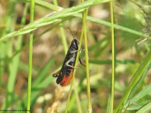 Omocestus rufipes Zetterstedt, 1821 Vir 130615 2693.jpg