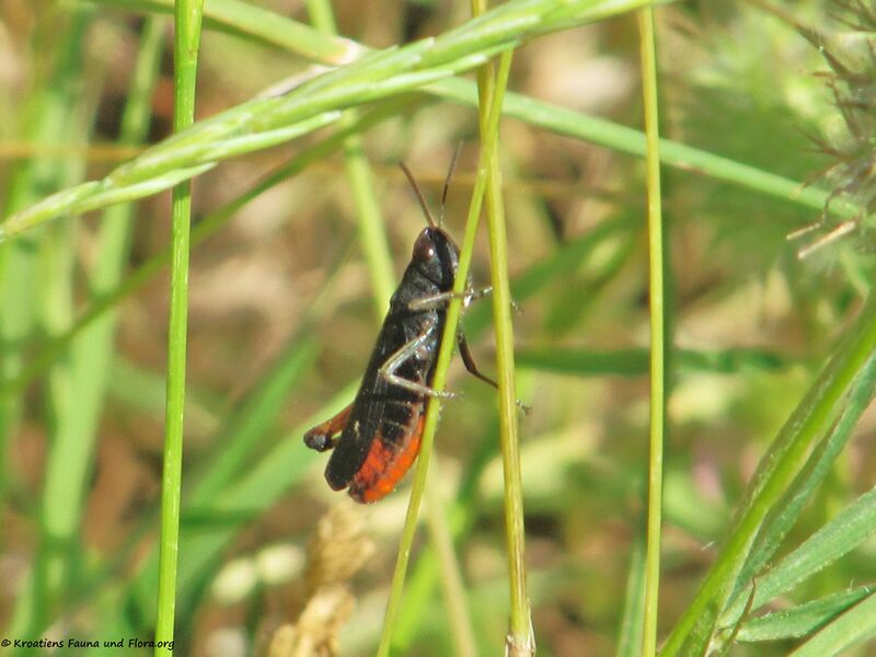 Datei:Omocestus rufipes Zetterstedt, 1821 Vir 130615 2693.jpg