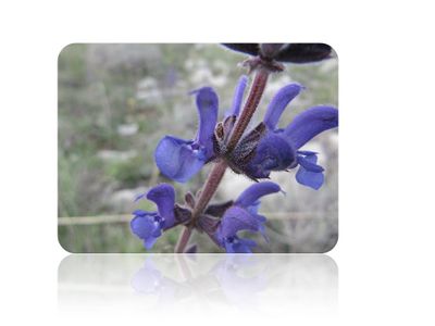 Wiki Heilpflanzen.jpg