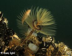 © Đani Iglić, Novigradsko more 06/2021