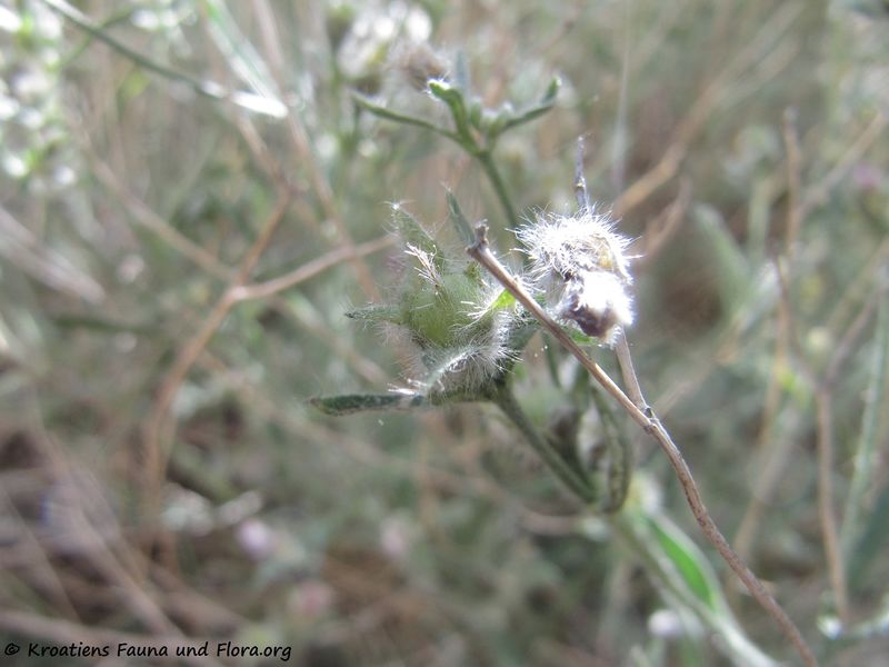 Datei:Convolvulus cantabrica Linné, 1753 PeruBenko 170613 8186.jpg