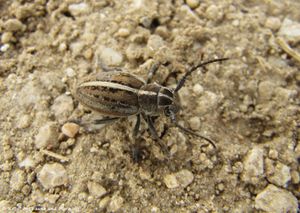Dorcadion arenarium Scopoli, 1763 ♀Sab 150424 0314 d.jpg