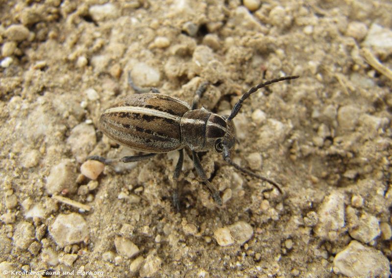 Datei:Dorcadion arenarium Scopoli, 1763 ♀Sab 150424 0314 d.jpg