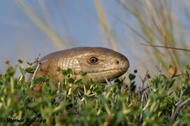 Insel Vir 06/2018, © Werner Kalopp