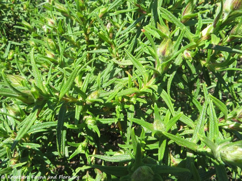 Datei:Cistus monspeliensis Linné, 1753 Saka 180422 12528.jpg