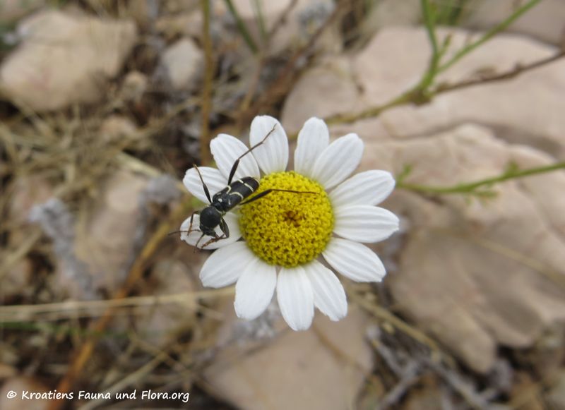 Datei:Clytus rhamni Germar, 1817 Obro 180610 14057.jpg