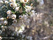 Erica arborea Linné, 1753 - Baumheide, drvenasta crnjuša Vir 04/2015