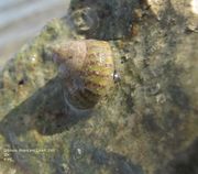 Gibbula divaricata Linné, 1767 - Gespreizte Buckelschnecke, račvasti zvrk, Fundort: Vir 001/2012, Meerestier