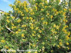 HippoEmer Hab Nin 120525 580.JPG