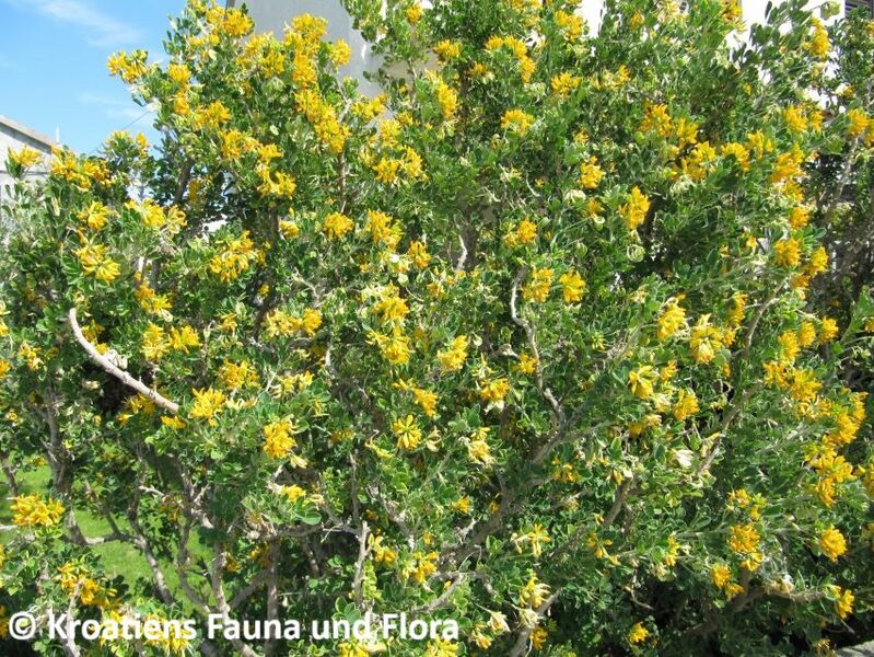 Datei:HippoEmer Hab Nin 120525 580.JPG