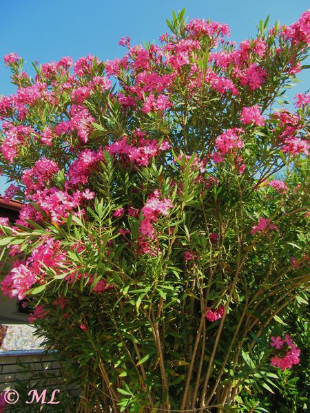 Datei:Nerium oleander 1 Vir 110614 50.jpg