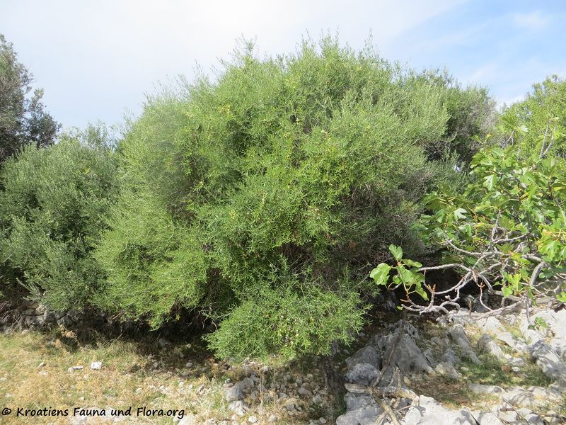 Datei:Olea europaea Linné, 1753 Lun 180913 14682.jpg