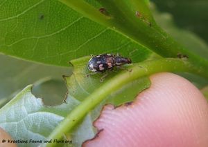 Polydrusus (Polydrusus) picus Fabricius, 1792 Vir 190427 0759 d.jpg
