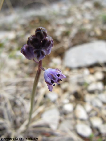 Datei:ProsAutum Vrsi 120914 2557.jpg