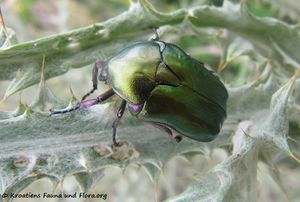 Protaetia affinis Andersch, 1797 Vir 140616 4046D.jpg