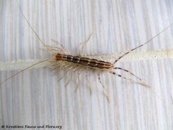 Scutigera coleoptrata Linné, 1758, Vir 130519 1952.jpg