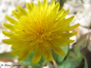 Aetheorhiza bulbosa (L.) Cassini, 1827 - lukovičasti dimak - lukovičasti dimak, runjava trava, Vir 05/2012