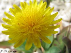 Aethe bulb Blüte Vir 120524 492.jpg