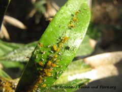 Geflügelte Form, Vir 06/2016