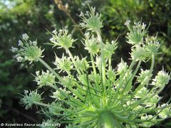 Unterseite, Guggenberger See 07/2014