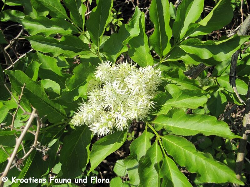 Datei:Fraxinus ornus Linné, 1753 Bla Vir 110420 286.jpg
