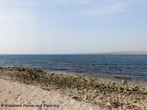 200328 364 Sahara Sand.jpg