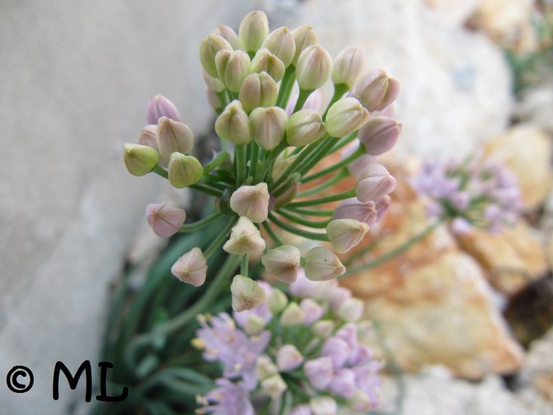 Datei:Allium incensiodorum Radić, 1994 Vir 130907 4094.jpg