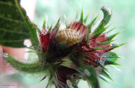 ChrysoFast Wolk 130902 3840.jpg