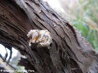 Mantis sp. Pola 200115 60 K.jpg