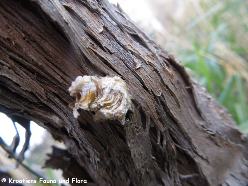 Datei:Mantis sp. Pola 200115 60 K.jpg