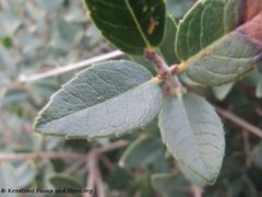 Mit Saugspuren vermutlich von Stereonychus fraxini De Geer, 1775 – Eschenblattschaber, Vir 03/2014