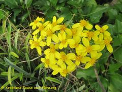 Scheindolde mit zahlreichen Einzelblüten, Otok Vir 12/2015